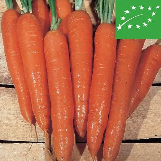 CAROTA - BELICUM 2 BIO - Lunga