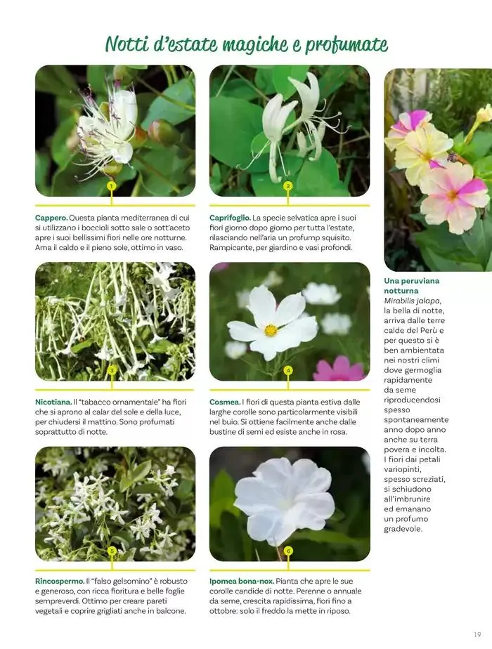 Idee per la vita all' aperto da 18 aprile a 18 maggio di 2025 - Pagina del volantino 19