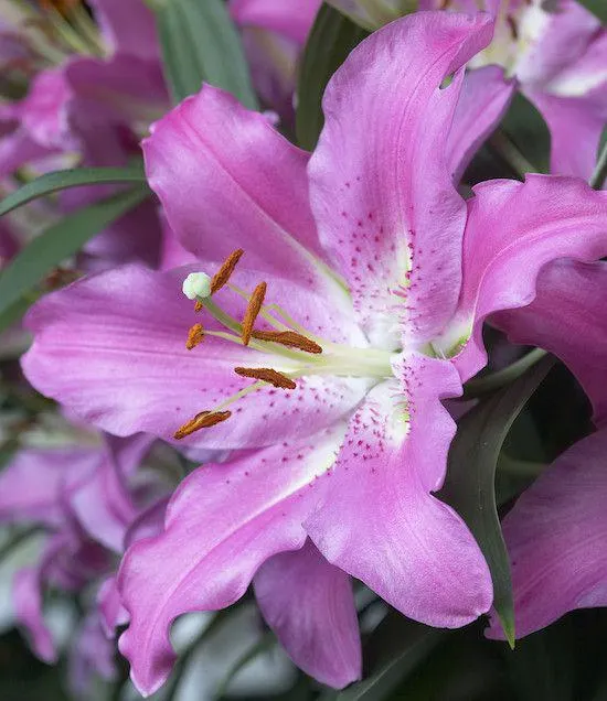 GIGLIO (LILIUM) KEY WEST