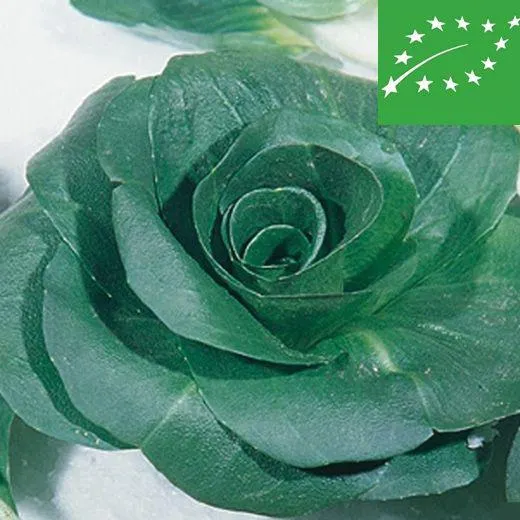 CICORIA - CERIOLO VERDE - BIO