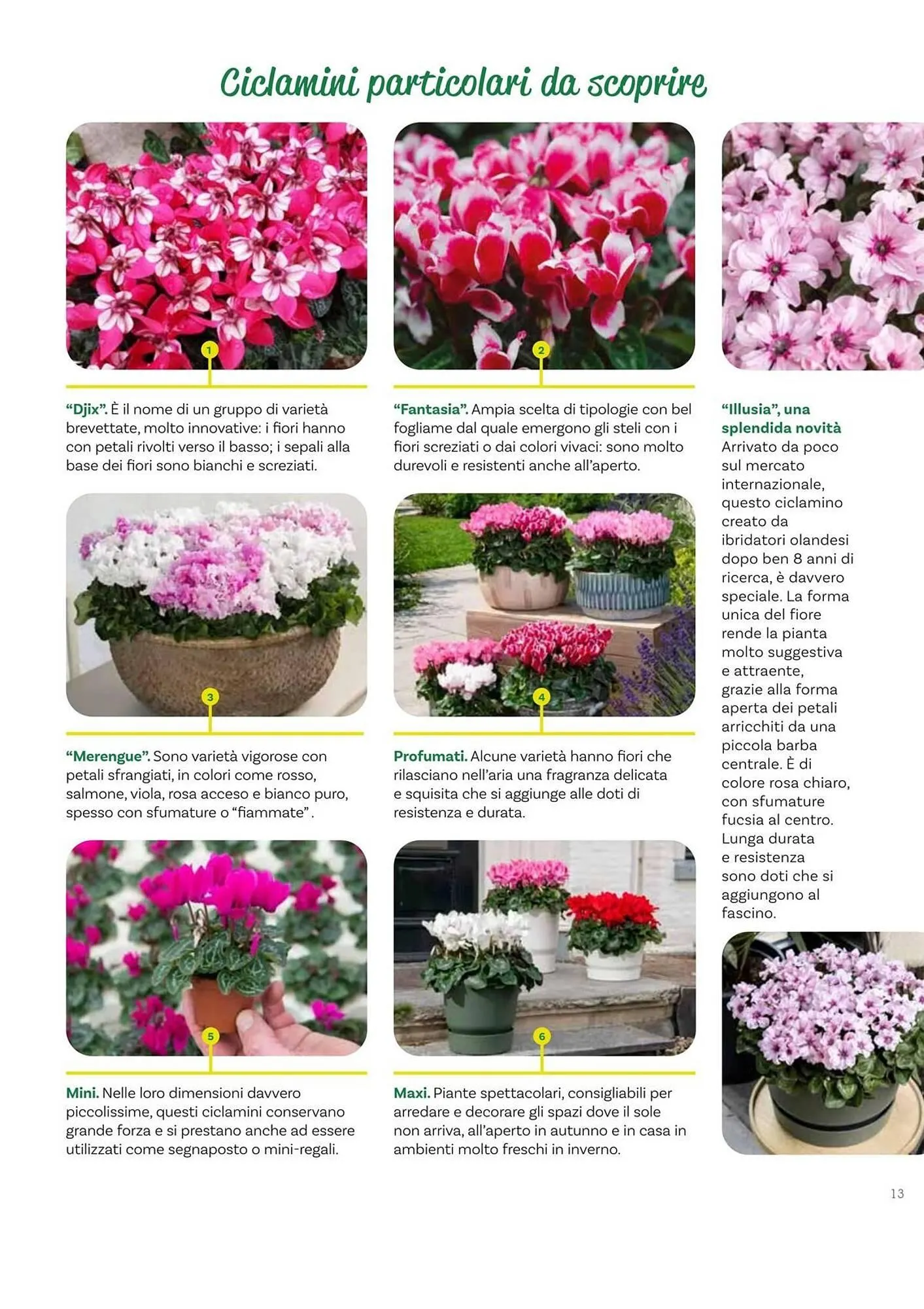 Volantino Viridea da 17 ottobre a 22 dicembre di 2025 - Pagina del volantino 13