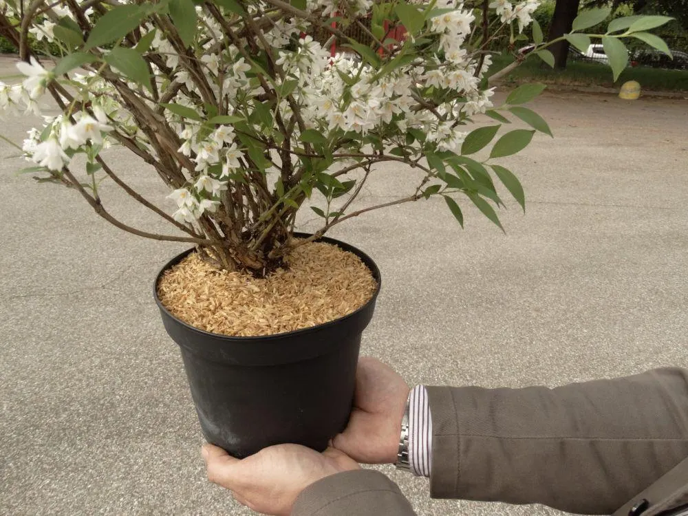 BIOPAC FIBRA DI LEGNO