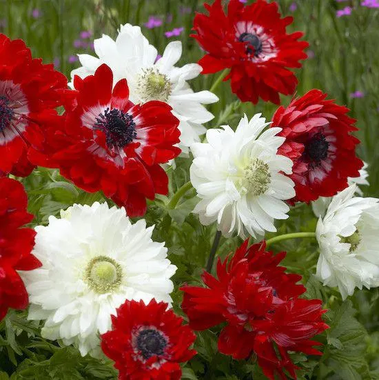 ANEMONE ST.BRIGID RED & WHITE