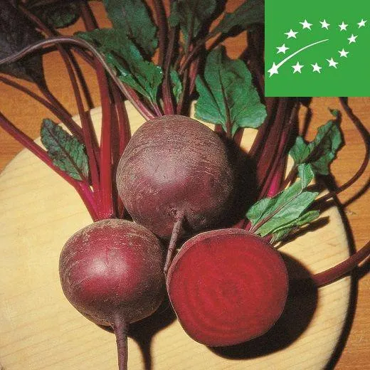 BIETOLA DA ORTO - DETROIT 2 - BIO