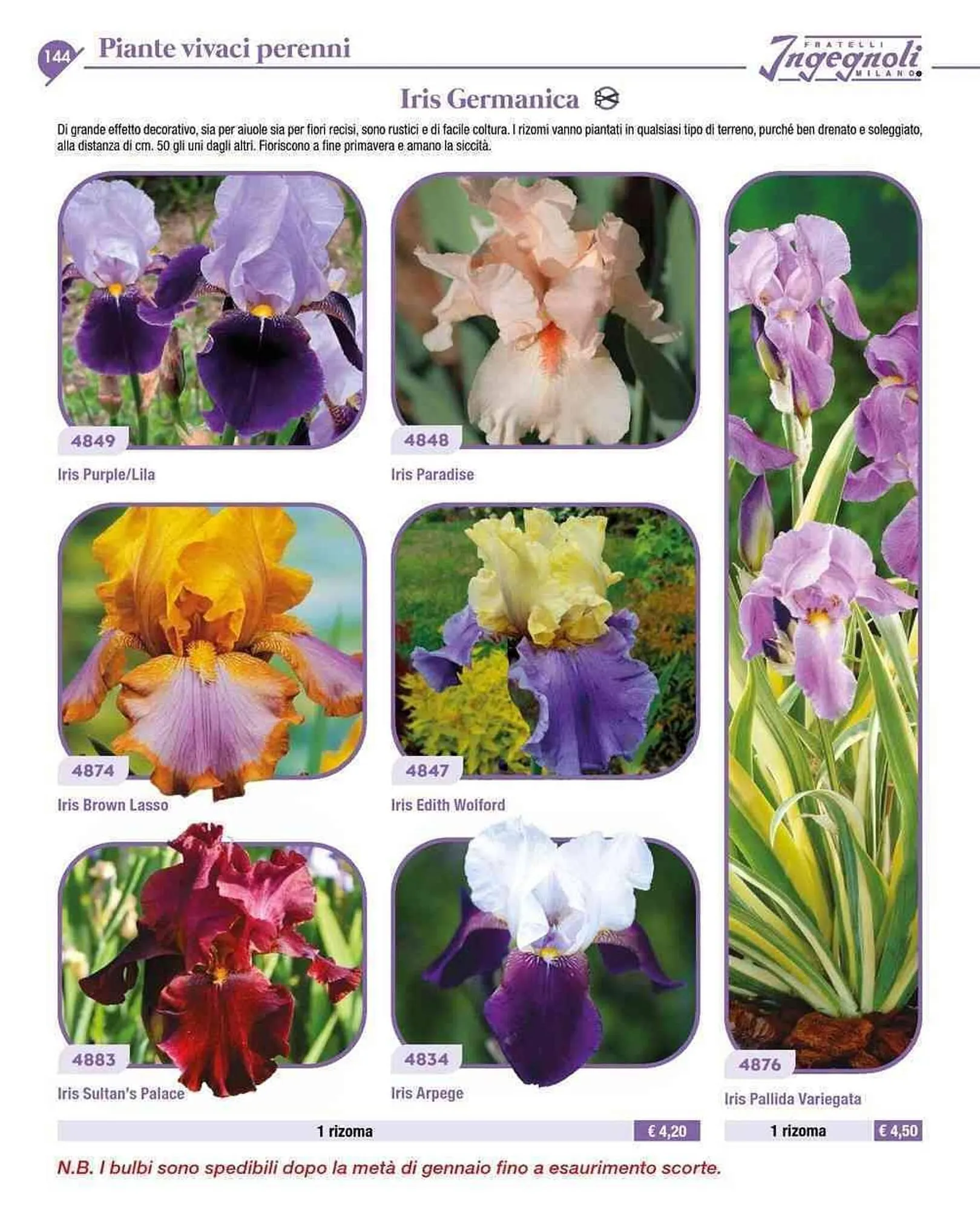 Volantino Ingegnoli da 4 novembre a 31 dicembre di 2025 - Pagina del volantino 17