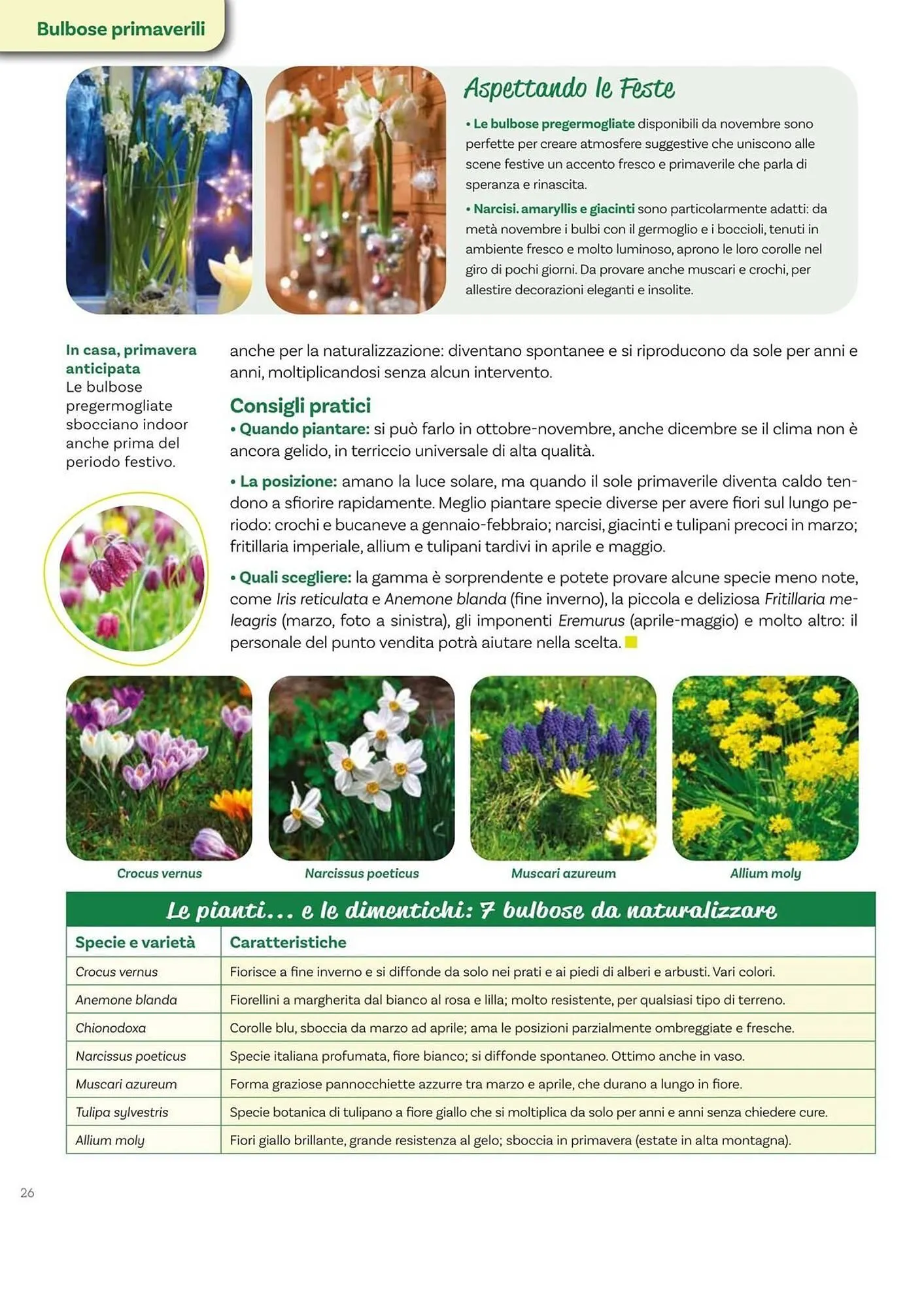 Volantino Viridea da 17 ottobre a 22 dicembre di 2025 - Pagina del volantino 26