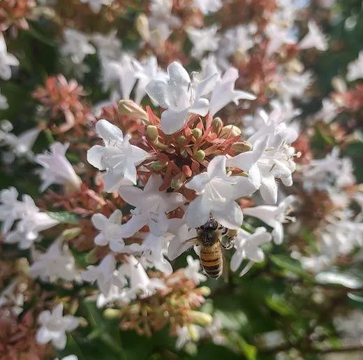 ABELIA GRANDIFLORA