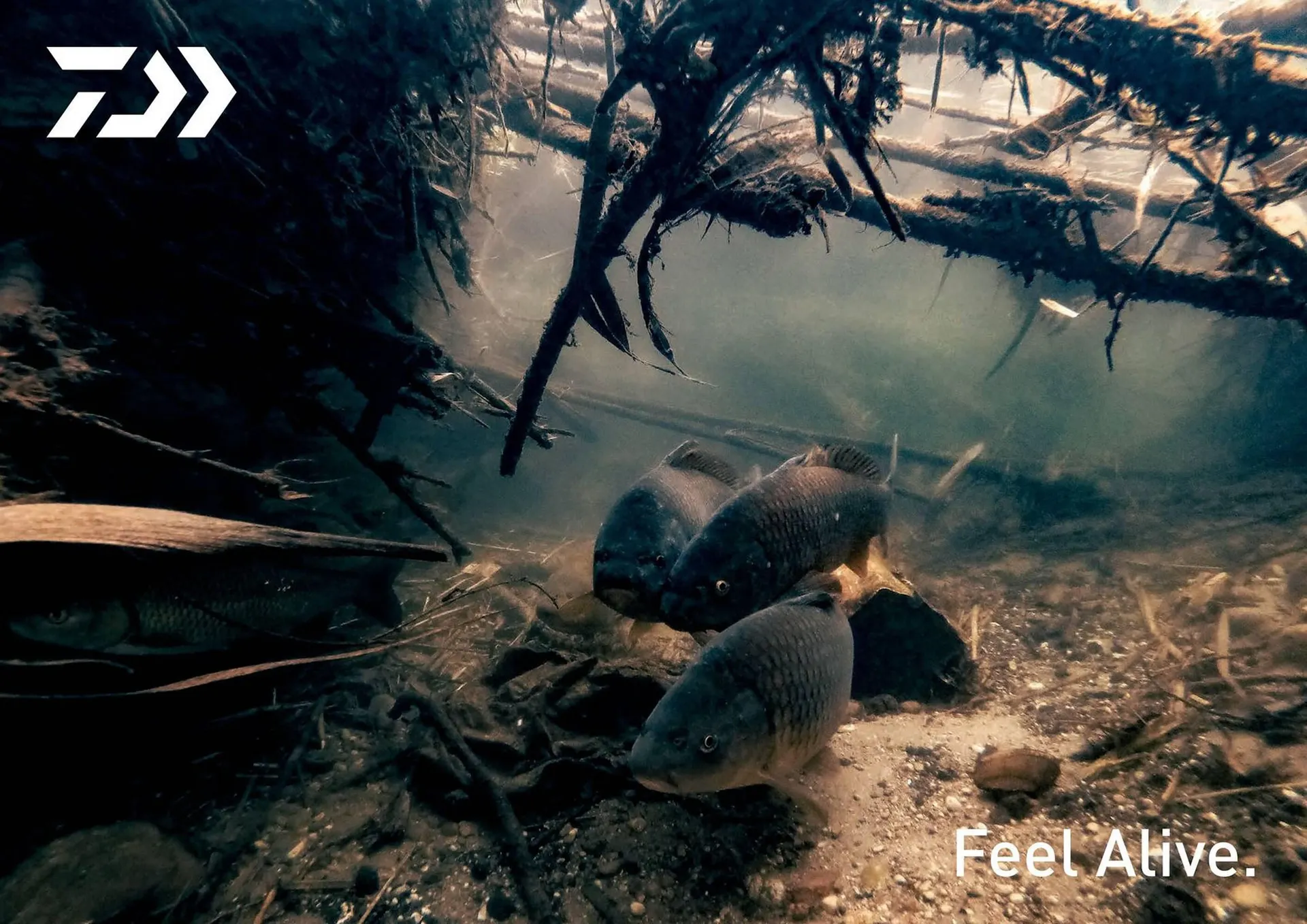 Volantino Daiwa da 13 dicembre a 30 dicembre di 2024 - Pagina del volantino 21