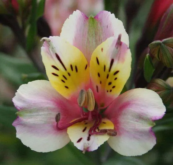 ALSTROEMERIA ANNE
