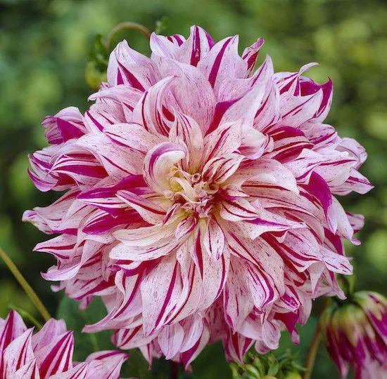DAHLIA DECORATIVA BRISTOL STRIPE
