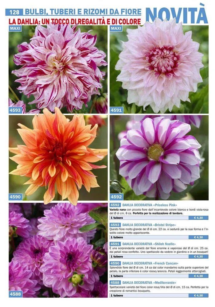 Bulbi Tuberi Rizomi da fiore da 25 marzo a 31 dicembre di 2024 - Pagina del volantino 2