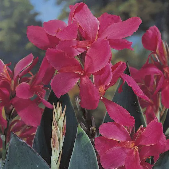 CANNA FIORIFERA NANA PERKEO