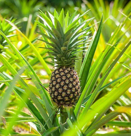 ANANAS (Ananas comosus)