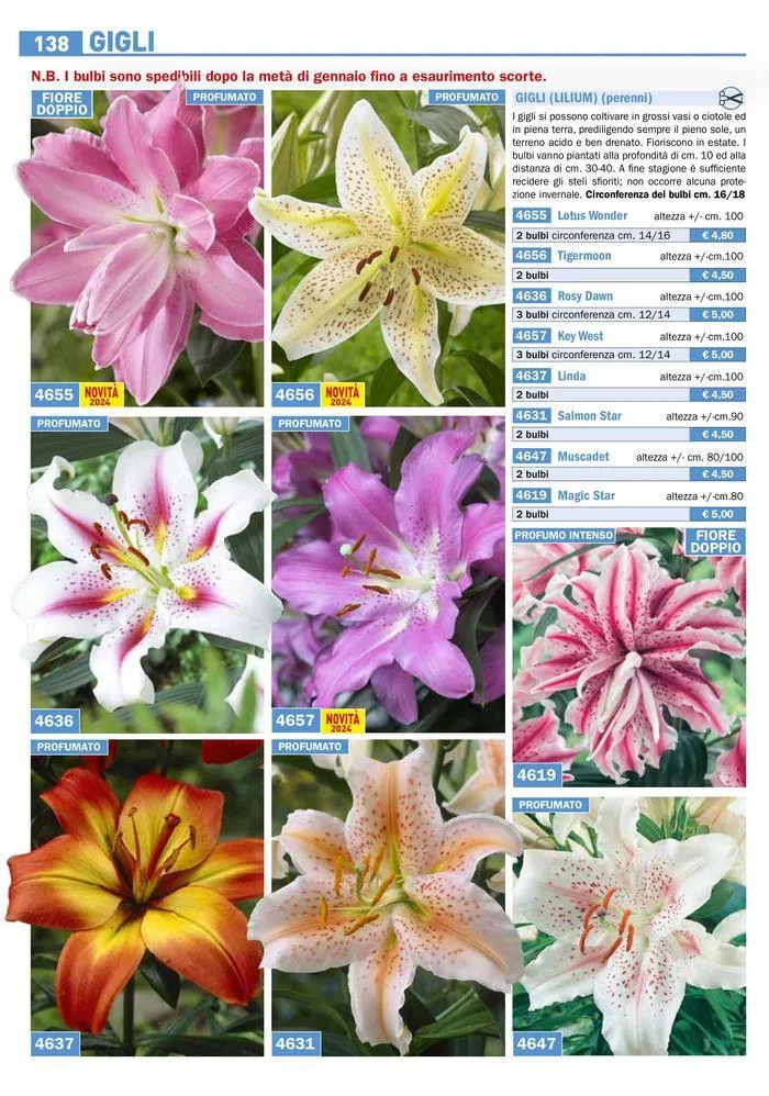 Bulbi Tuberi Rizomi da fiore da 25 marzo a 31 dicembre di 2024 - Pagina del volantino 12