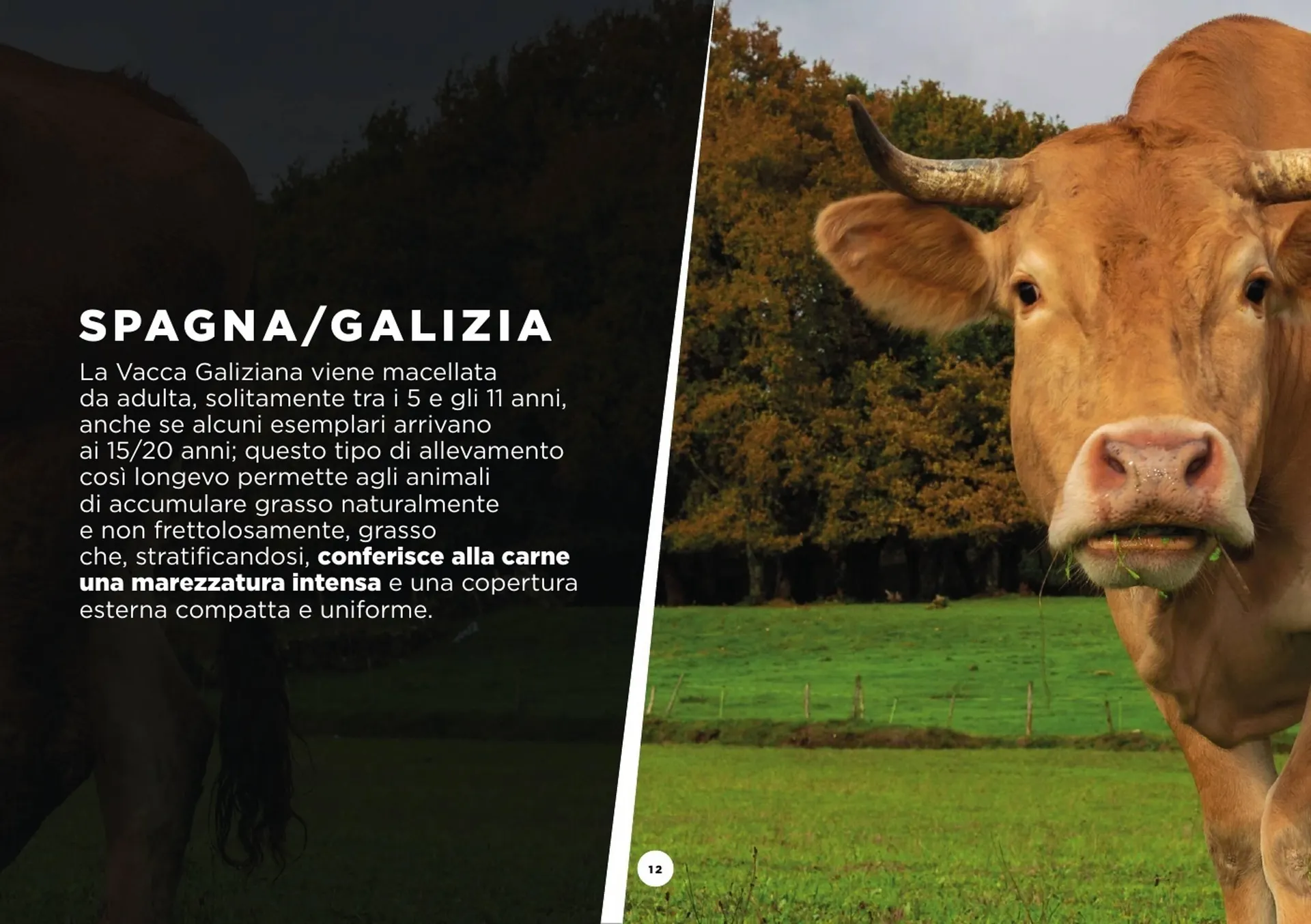 Volantino GrosMarket da 28 agosto a 30 marzo di 2025 - Pagina del volantino 12