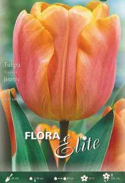 TULIPANO TRIONFO -JIMMY-