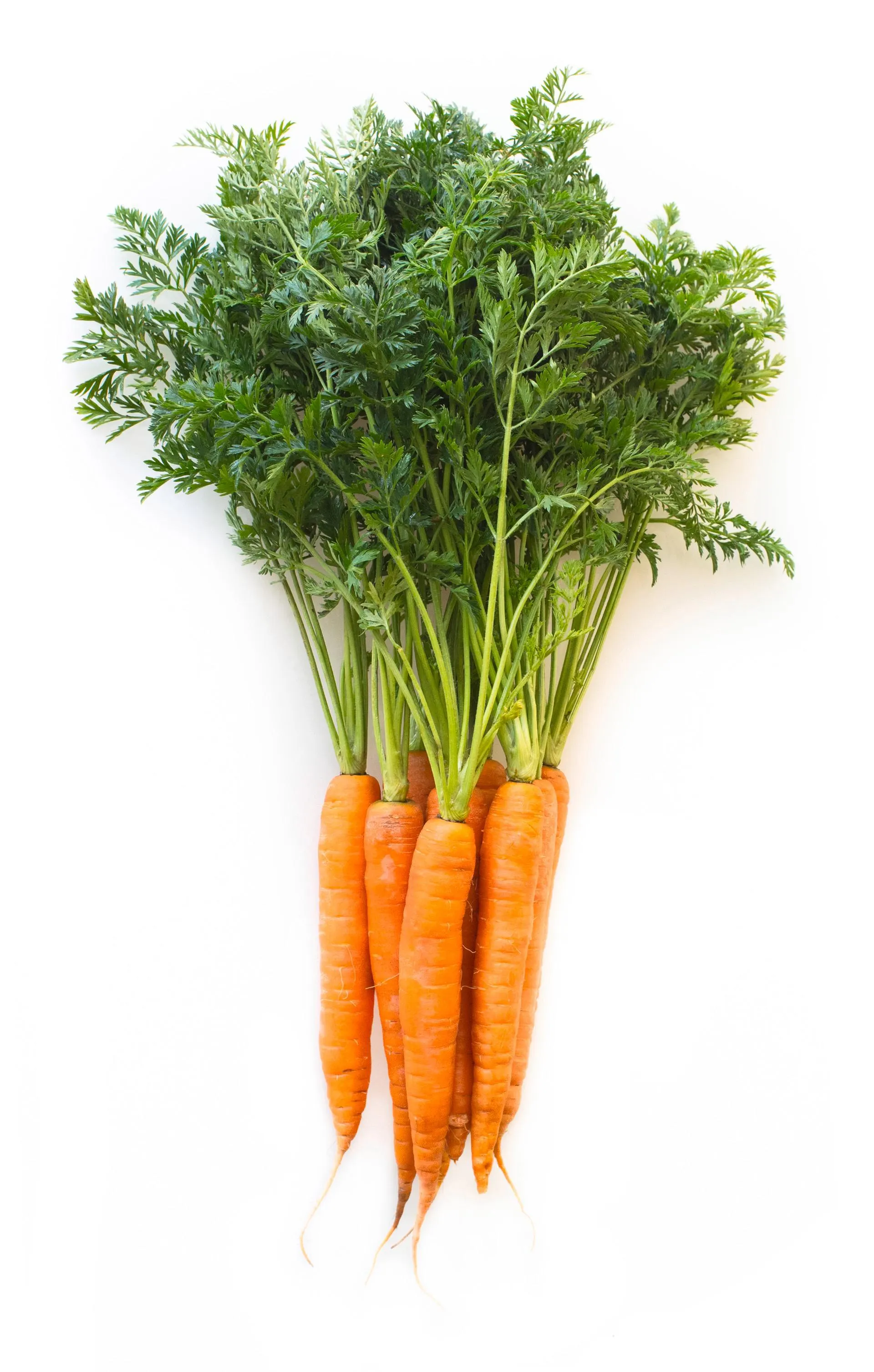 Carote Sacchetto 1 Kg