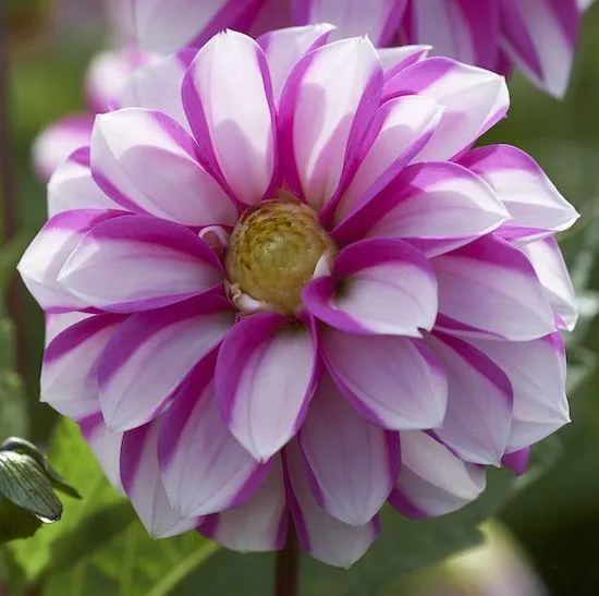 DAHLIA DECORATIVA PRICELESS PINK