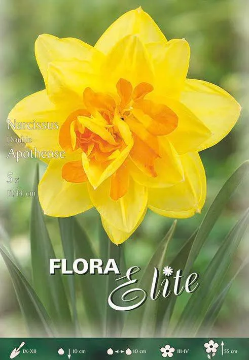 NARCISO A FIORE DOPPIO -APOTHEOSE-