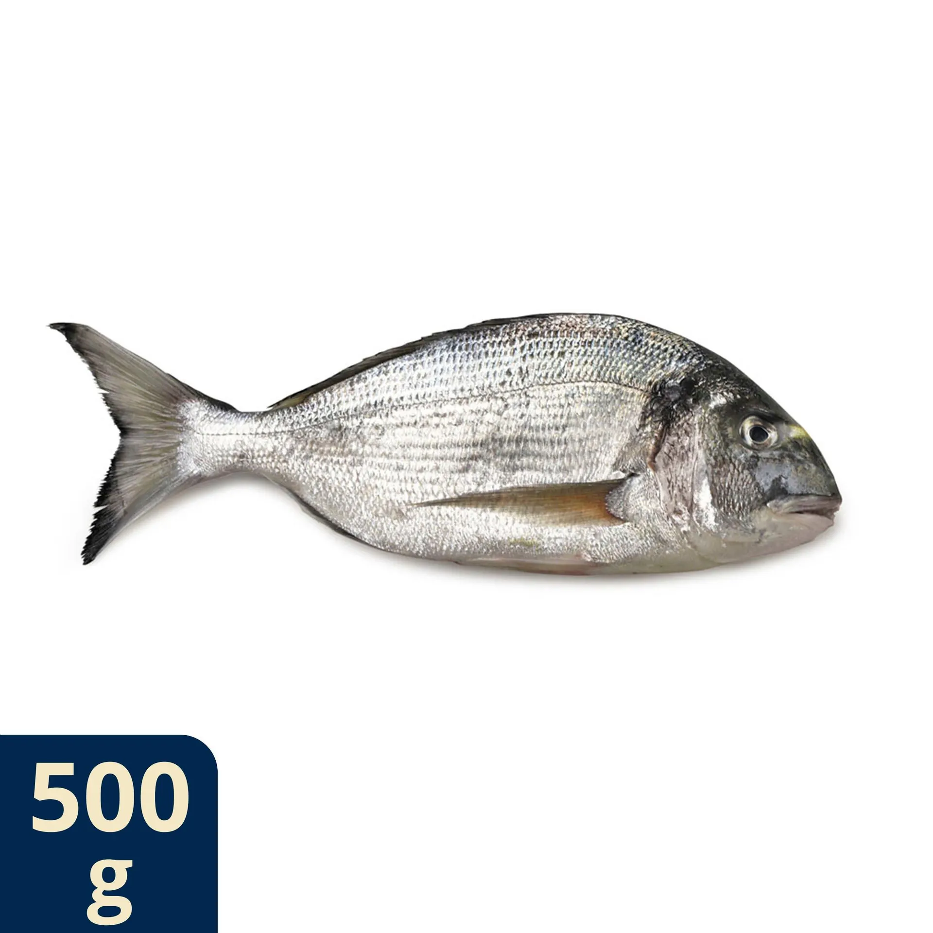 Terre d'Italia Orata di Orbetello allevata Italia 400/600