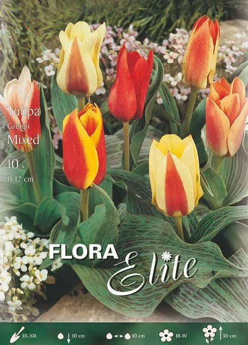 TULIPANO GREIGII MIX