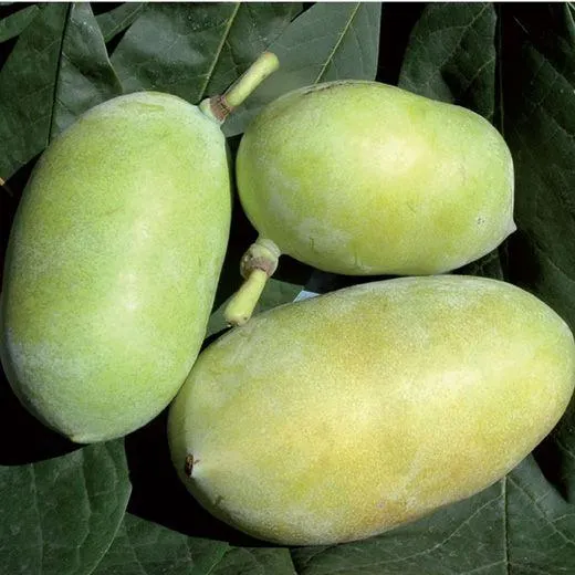 ASIMINA TRILOBA -SUNFLOWER- (d'innesto)