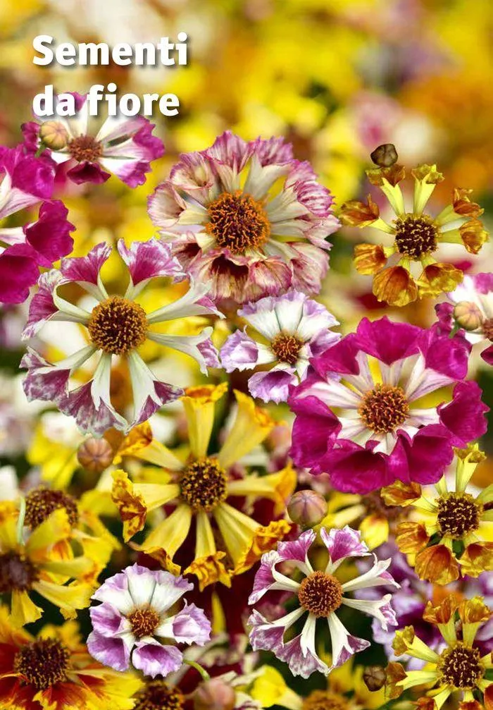 Sementi da fiore da 25 marzo a 31 dicembre di 2024 - Pagina del volantino 1
