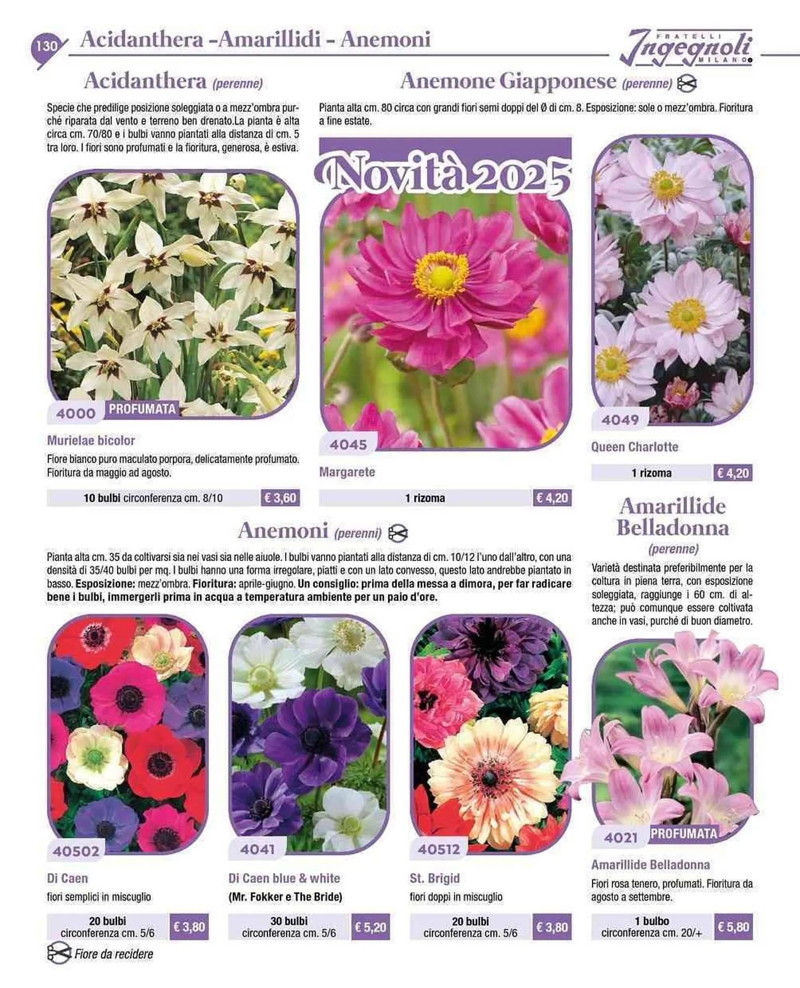 Volantino Ingegnoli da 4 novembre a 31 dicembre di 2025 - Pagina del volantino 3