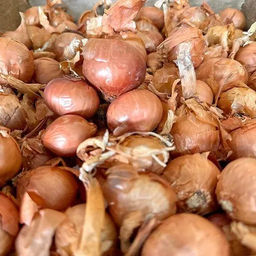 AGLIO SCALOGNO TONDO RED SUN