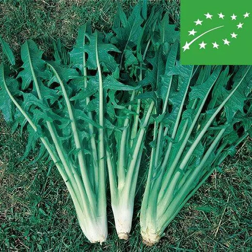 CICORIA -CATALOGNA FOGLIE FRASTAGLIATE- BIO