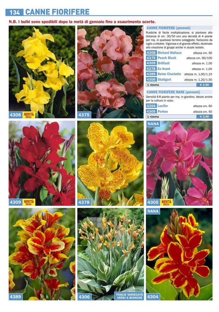 Bulbi Tuberi Rizomi da fiore da 25 marzo a 31 dicembre di 2024 - Pagina del volantino 8