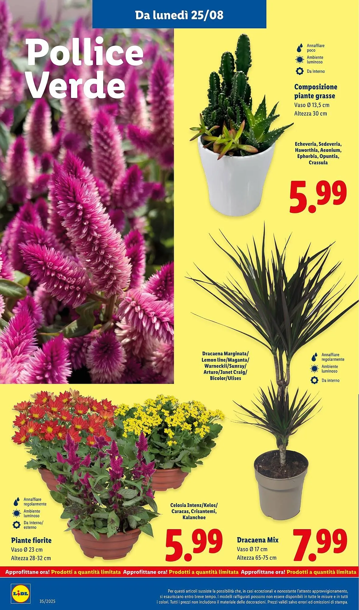 Volantino Lidl da 25 agosto a 31 agosto di 2025 - Pagina del volantino 36