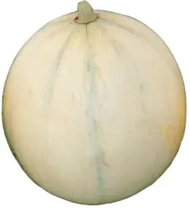 Melone Liscio
