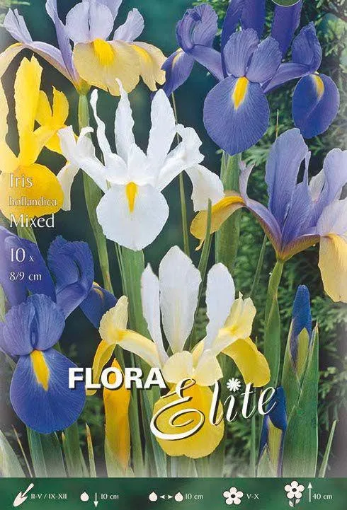 IRIS HOLLANDICA -IN MISCUGLIO-