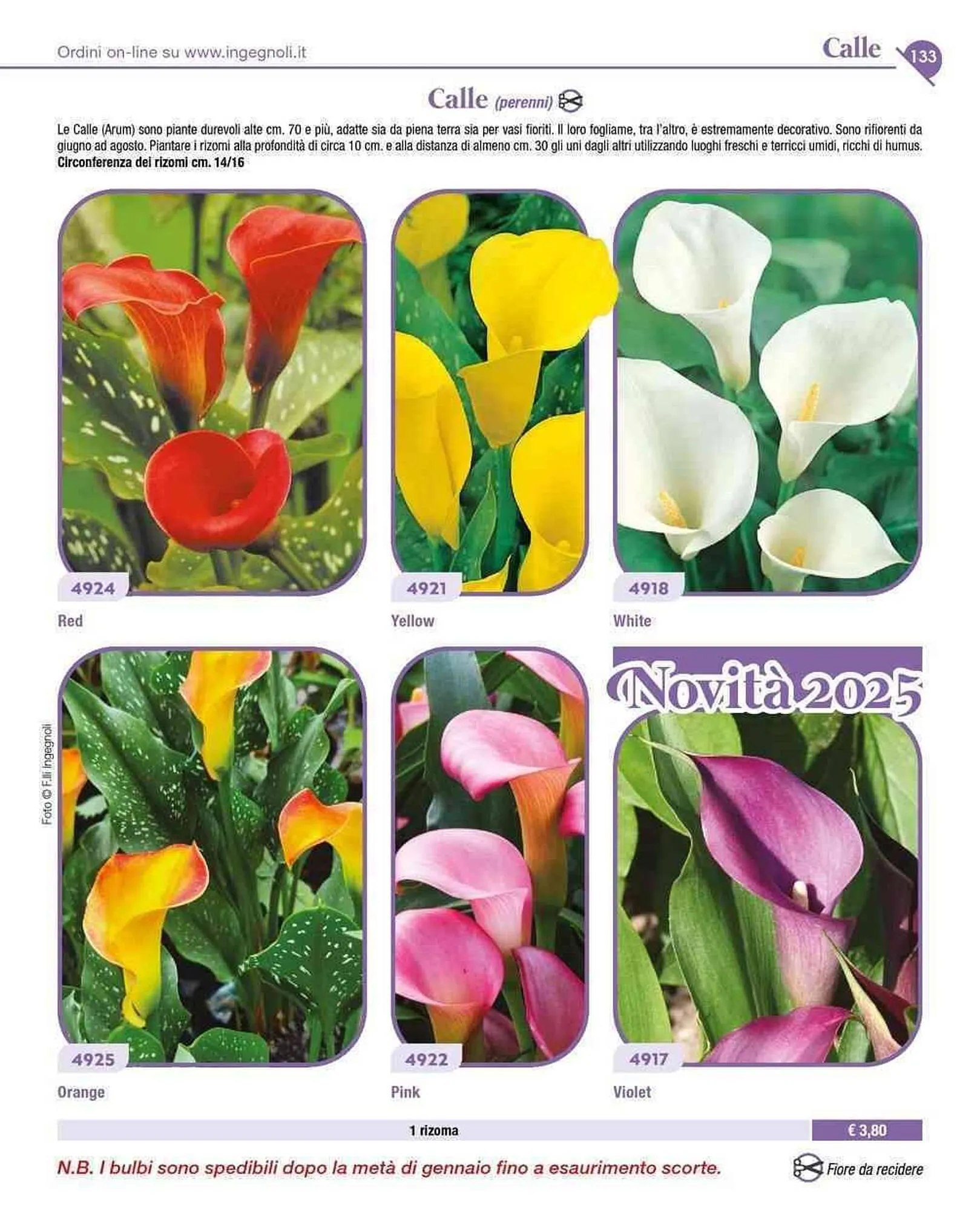 Volantino Ingegnoli da 4 novembre a 31 dicembre di 2025 - Pagina del volantino 6