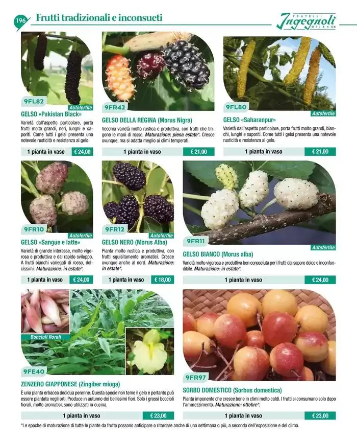 Catalogo guida 2025 da 20 gennaio a 31 dicembre di 2025 - Pagina del volantino 198