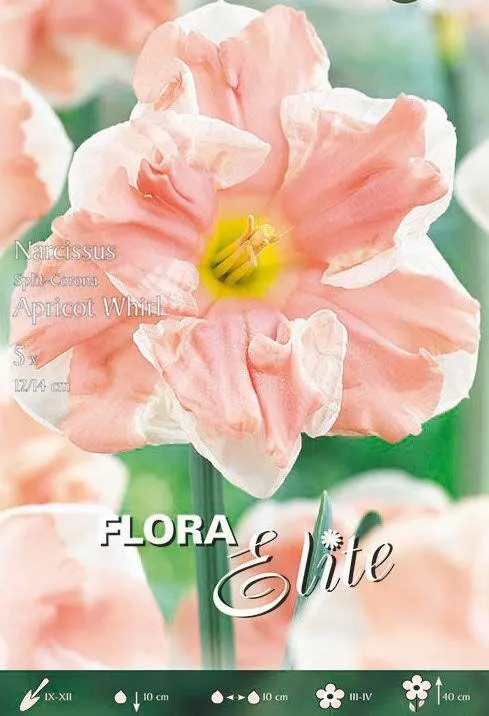 NARCISO SPLIT CORONA-APRICOT WHIRL-