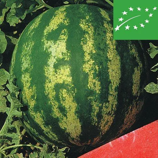 ANGURIA - CRIMSON SWEET - BIO