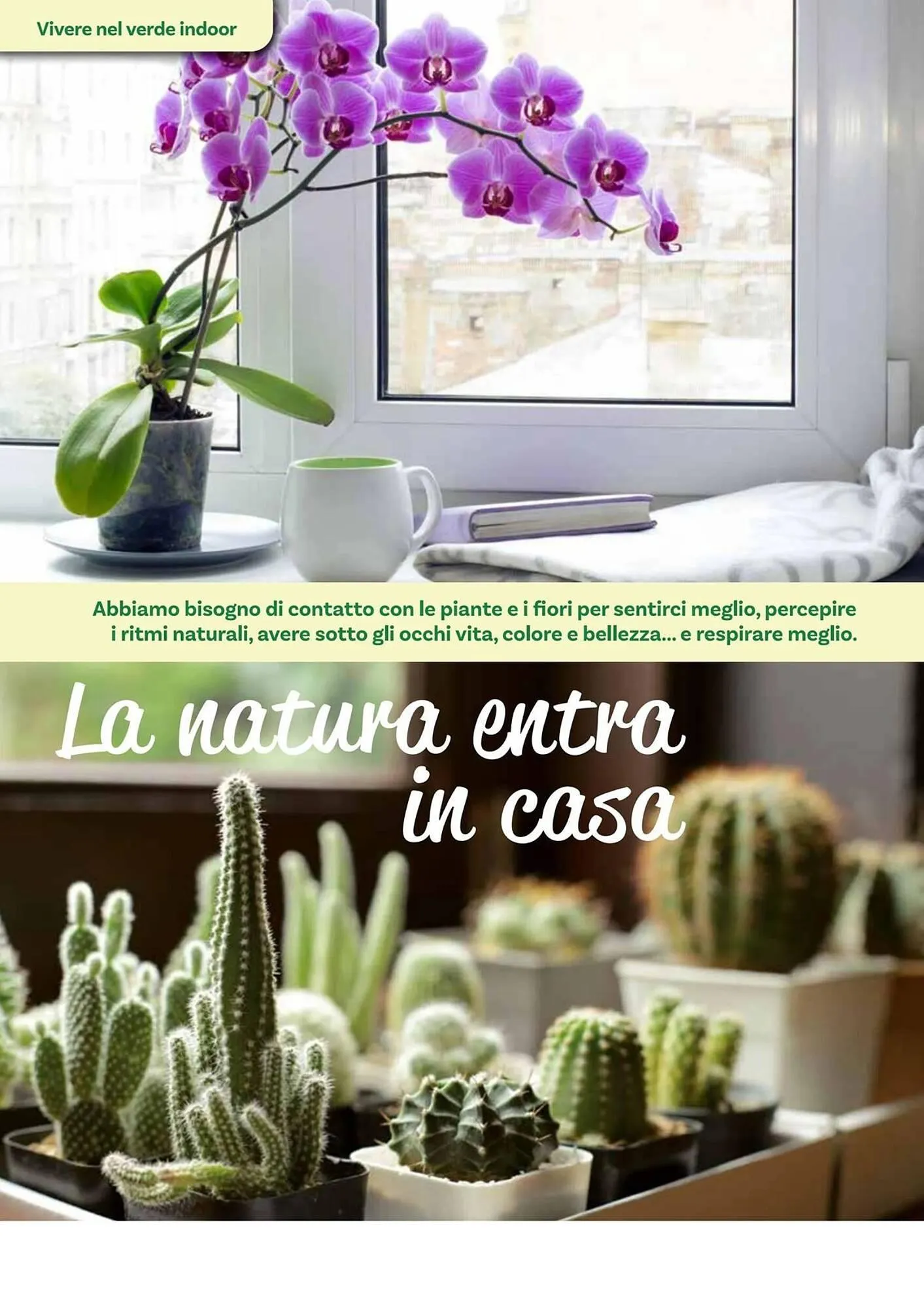 Volantino Viridea da 17 ottobre a 22 dicembre di 2025 - Pagina del volantino 34