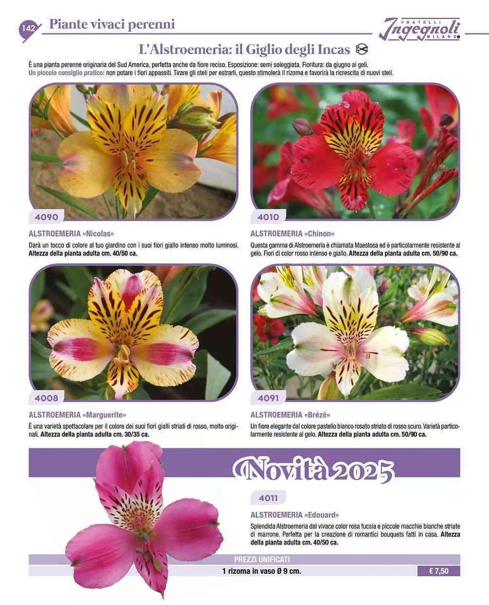 Volantino Ingegnoli da 4 novembre a 31 dicembre di 2025 - Pagina del volantino 15