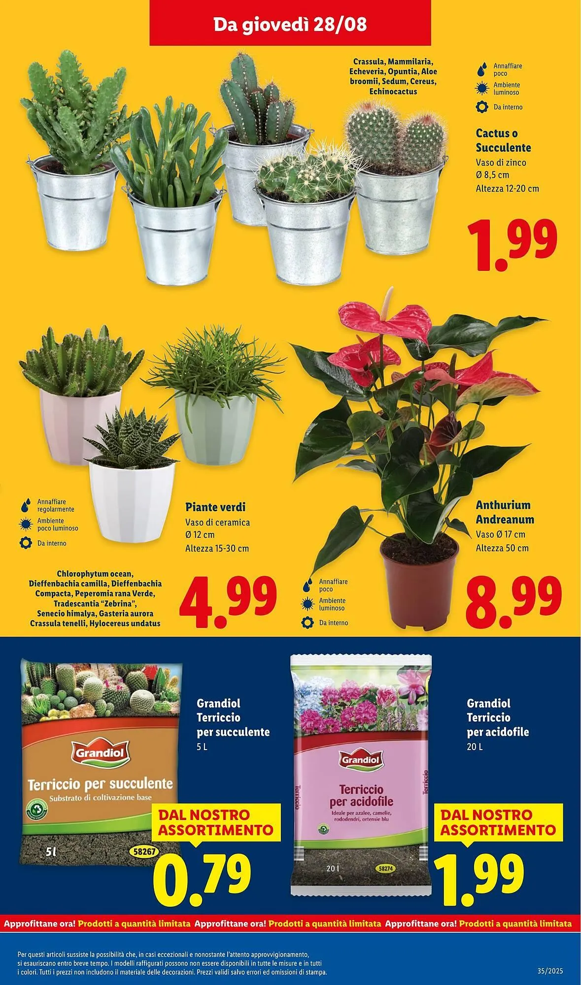 Volantino Lidl da 25 agosto a 31 agosto di 2025 - Pagina del volantino 37