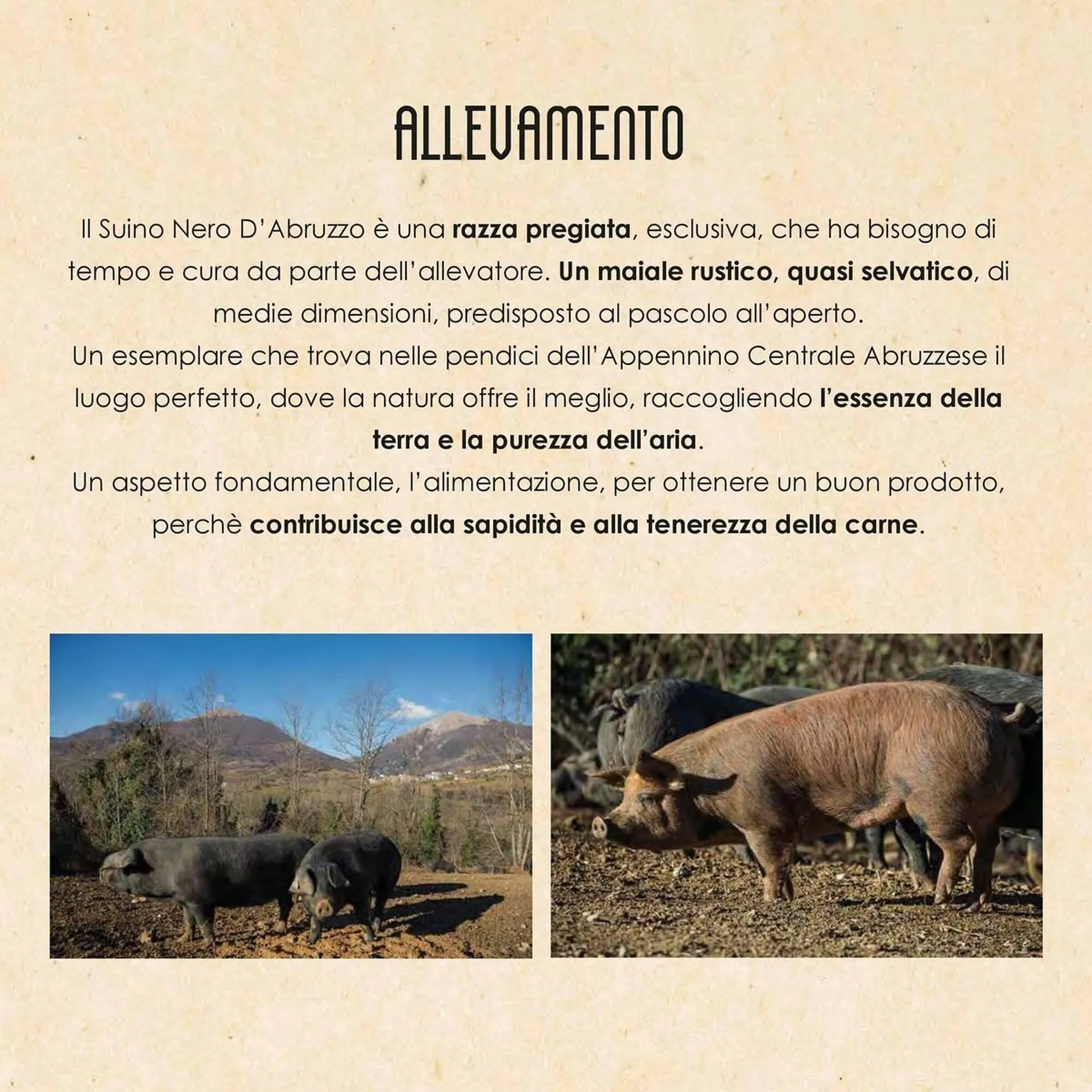 Volantino Centro Carne da 21 novembre a 31 dicembre di 2025 - Pagina del volantino 3