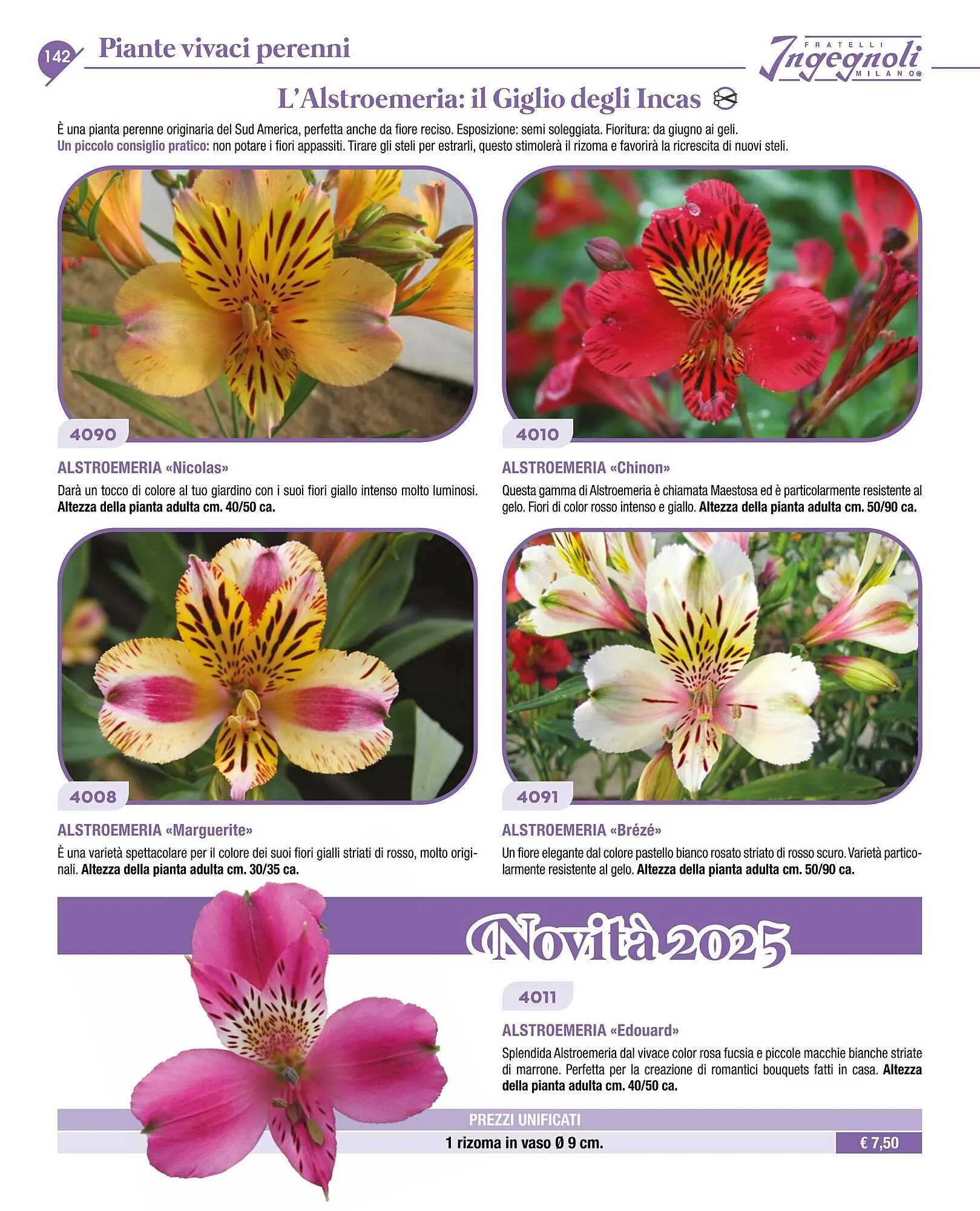 Volantino Ingegnoli da 4 novembre a 31 dicembre di 2025 - Pagina del volantino 144