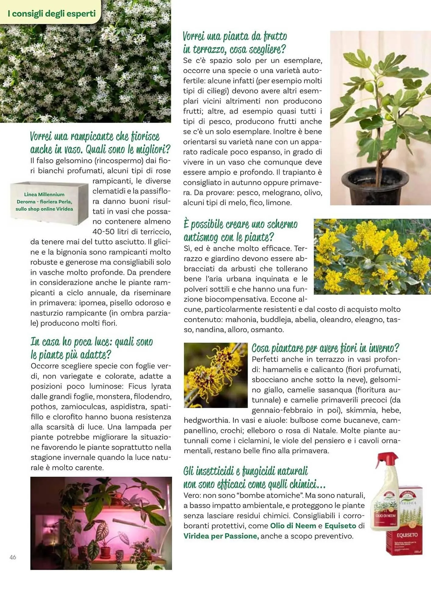 Volantino Viridea da 17 ottobre a 22 dicembre di 2025 - Pagina del volantino 46