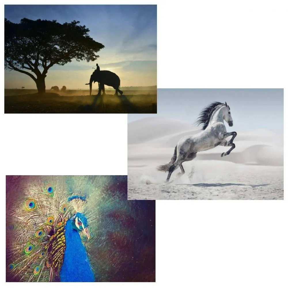 DECOR CASA Stampa Tela Animali 50x70 Assortito