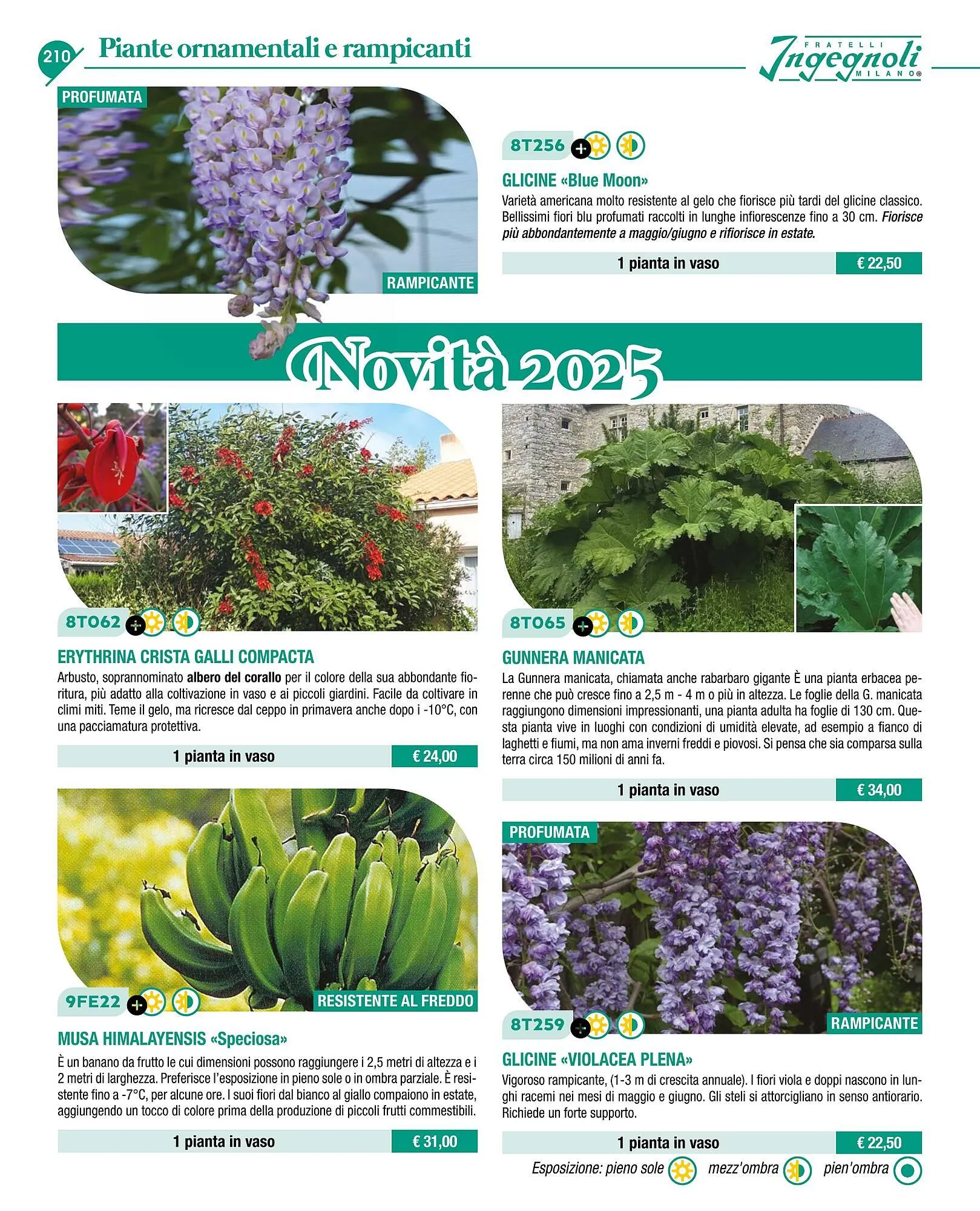 Volantino Ingegnoli da 4 novembre a 31 dicembre di 2025 - Pagina del volantino 212