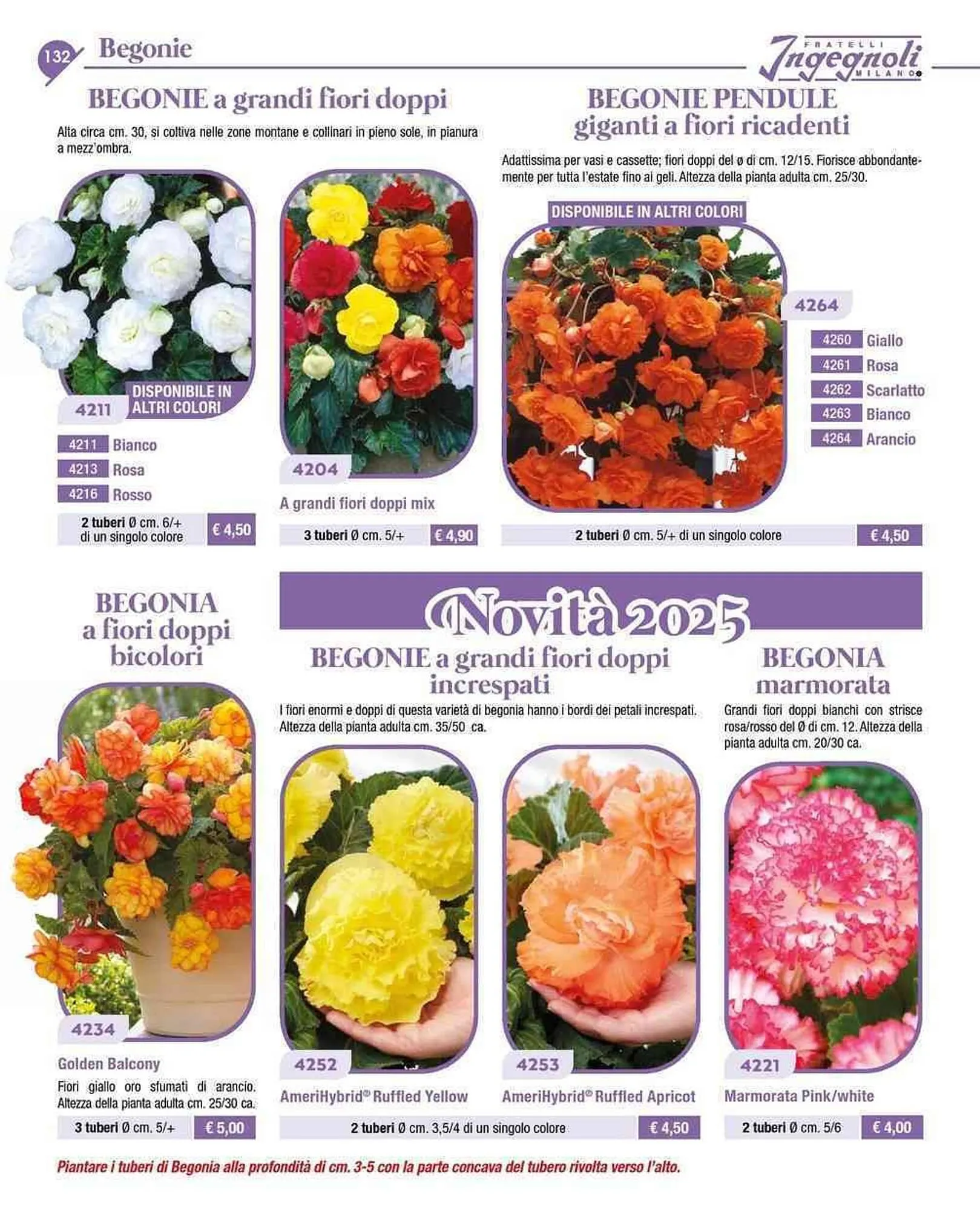 Volantino Ingegnoli da 4 novembre a 31 dicembre di 2025 - Pagina del volantino 5