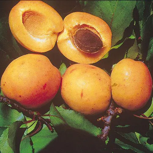 ALBICOCCO -REALE D’IMOLA-