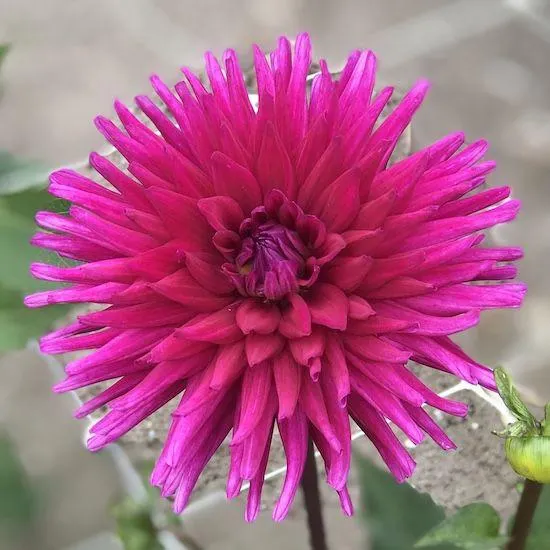 DAHLIA CACTUS PURPLE GEM