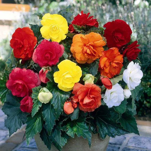 BEGONIA A GRANDI FIORI DIOPPI MIX